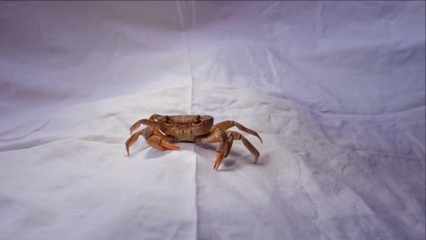 Krabbe Isolierte Krabbe Auf Weißem Hintergrund Nahaufnahme Einer Krabbe Großaufnahme — Stockvideo