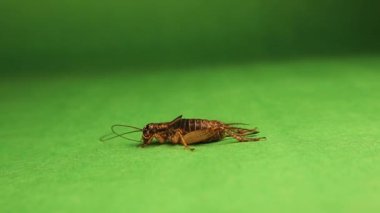 Yeşil arka planda dişi tarla cırcırböceği (Acheta domesticus). Ev cırcırböceği kendini temizliyor. Stüdyoda izole edilmiş böcekler, böcekler. Kapanış böceği, böcekler. Hayvanlar, hayvanlar. Vahşi yaşam, vahşi doğa.