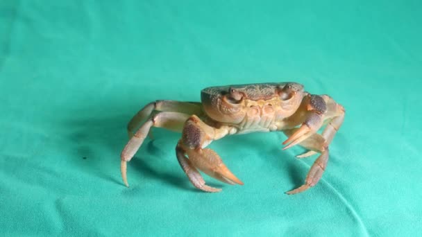Crabe Isolé Crabe Sur Fond Vert Gros Plan Crabe Gros — Video