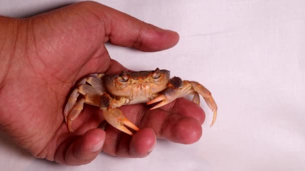 Crabe Sur Fond Blanc Gros Plan Crabe Sur Main Claw — Video