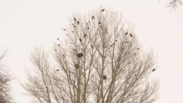 Corvi Loro Nidi Albero Nudo Inverno Erzurum Turchia Sono Specie — Video Stock