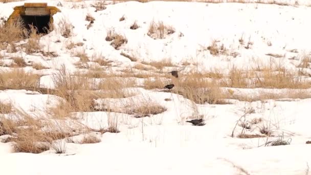 Κοράκια Ψάχνουν Για Τροφή Ανάμεσα Στο Χιόνι Χειμώνα Υπάρχουν Είδη — Αρχείο Βίντεο