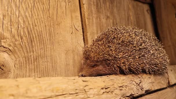 Närbild Europeisk Igelkott Bredvid Rustik Dörr Början Morgonen Vanlig Igelkott — Stockvideo