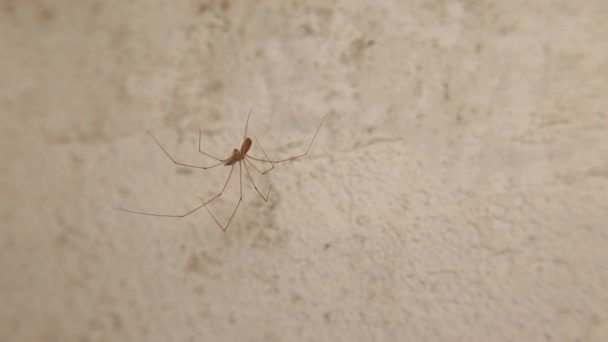 赛勒蜘蛛吃它的猎物 蜘蛛在白色的背景上孤立地移动 蜘蛛网上的蜘蛛网 野生动物昆虫 掠食者和猎物 — 图库视频影像