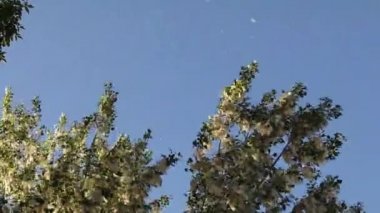 Pamuk ağacı tohumlarını yazın havaya yayar. Populus bölümü Aigeiros, Populus cinsindeki üç türün bir kısmıdır. Genel olarak pamuk ağaçları olarak bilinirler. Şehirdeki ağaçlar
