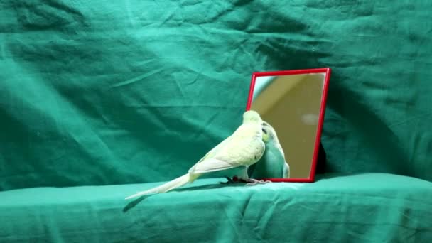 Budgie Papağanı Mirror Şarkı Söylüyor Budgie Papağanı Izole Edilmiş Yeşil — Stok video