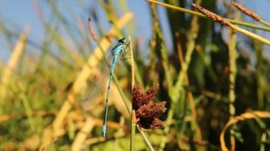 Mavi kuyruklu kızböceği önce bambu yaprağının üzerinde durur sonra uçar. Buna Bluetail Kız Sineği de denir. Yusufçuğa benziyor ama ondan daha küçük. Bu böcek olgun bir erkek. Hatalar, hata