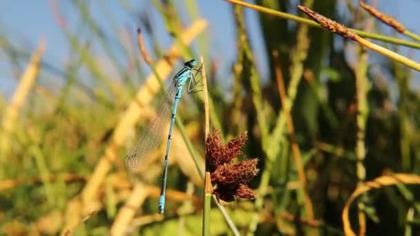Mavi Kuyruklu Kızböceği Önce Bambu Yaprağının Üzerinde Durur Sonra Uçar — Stok video