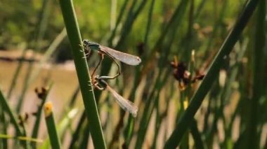 Mavi kuyruklu kız böcekleri bambu yaprağında çiftleşiyorlar. Bu böceğin adı da Bluetail Damselfly. Yusufçuğa benziyor ama ondan daha küçük. Doğadaki böcekler. Çok güzel böcekler, böcek. hayvanlar