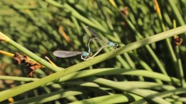 Mavi kuyruklu kız böcekleri bambu yaprağında çiftleşiyorlar. Bu böceğin adı da Bluetail Damselfly. Yusufçuğa benziyor ama ondan daha küçük. Doğadaki böcekler. Çok güzel böcekler, böcek. hayvanlar