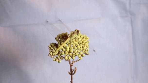 Libélula Flor Amarilla Increíble Camuflaje Libélula Sobre Fondo Blanco Dragon — Vídeo de stock