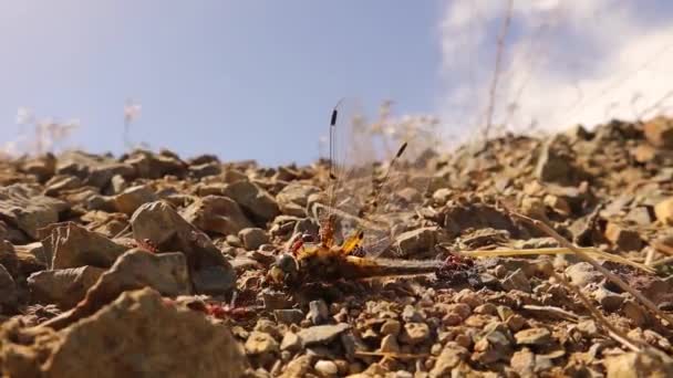 Ameisen Fangen Libellen Rande Der Autobahn Ameisen Fressen Große Insekten — Stockvideo