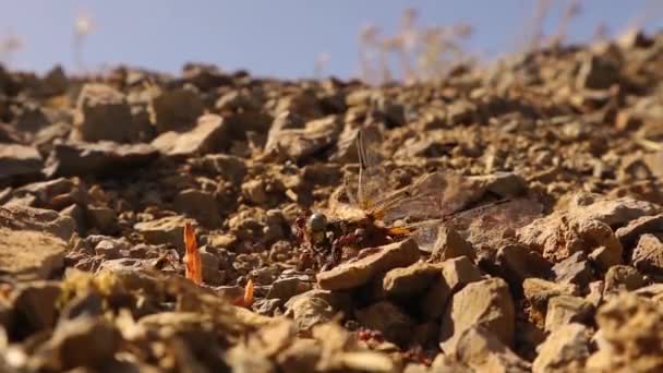 Les Fourmis Mangent Des Libellules Nombreuses Fourmis Les Fourmis Ouvrières — Video