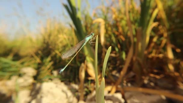 Blue Tailed Damselfly Standing Bamboo Leaf Cleaning Itself Also Called — Stock Video