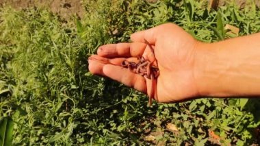 solucanlar. Kırmızımsı gri solucanlar ya da çiftçi elinin üzerinde gece sürüngenleri, sindirim süreçleri organik maddeleri toprağa, toprak solucanına ve ekime uygun daha sağlıklı toprağa dönüştürür..
