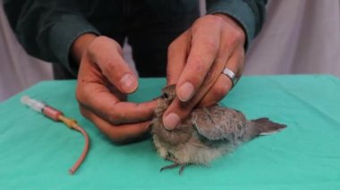 Gülen güvercin, 124; egzotik veteriner besleme güvercini, yetim kuş bakımı, yavru kuşu besleme, güvercin yavrusu, yeni doğan. Kuş veterineri. Vahşi yaşam veterineri. Veteriner tıbbı. Vahşi doğa, orman, orman.