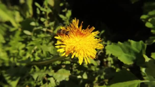 蝶はタンポポの花から蜜を吸収します 一般的なドローンフライ Eristalis Tenax ミツバチではありません ホバーフライ 受粉花 驚くほど飛んでいる虫 フラワーフライホバーフライ 虫虫虫 — ストック動画