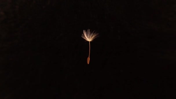 Detailed Closeup Beautiful Dandelion Seed Blowing Black Background Dandelions Seeds — Stock Video