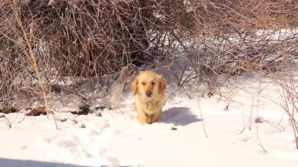 Bezdomny Pies Pobliżu Krzaka Wsi Pławiący Się Zimą Wśród Śniegu — Wideo stockowe