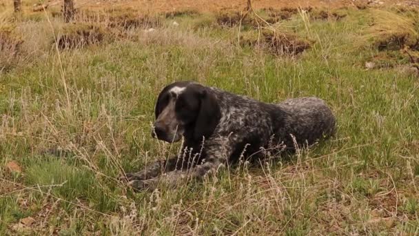 Evsiz Köpek Bahçede Dinleniyor Baharın Başında Ormanda Güneşin Tadını Çıkaran — Stok video