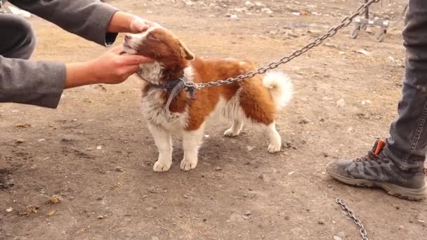Veterinären Undersöker Hund Grabben Bad Läkaren Undersöka Hans Hund Veterinären — Stockvideo