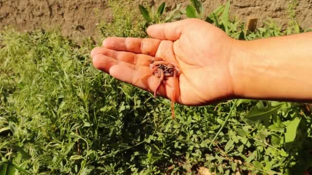 农民手上的红色灰白色蚯蚓或夜间爬虫 它们的消化过程将有机物转化为适合种植的土壤 蚯蚓和健康的土壤 — 图库视频影像