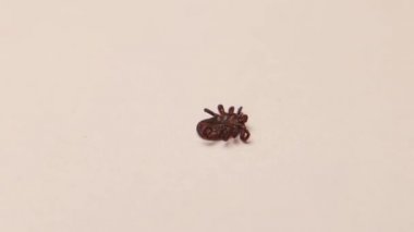 Kenelere karşı kullanılan Permethrin yüzünden ölen bir kadın kenesi. Kene, böcek ilacından, pirelerdeki ve kenelerdeki acaricide direncinden ölür. Haşere Kontrol Kenesi. Beyaz arka planda izole edilmiş bir parazit. veterinerlik
