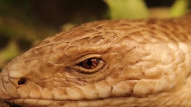 Yılan ya da kertenkele. Burton 'ın bacaksız kertenkelesi: Lialis burtonisis karakteristikleri: göz kapaklarına sahip olmak, dış kulak deliklerine ve geniş dile sahip olmak. Bacaksız kertenkeleye yaklaşın. Yakından bir sürüngen. Hayvanlar, hayvanlar, vahşi yaşam