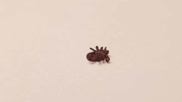 Female Tick Dying Permethrin Use Ticks Tick Dies Insecticide Acaricide — Stock Video