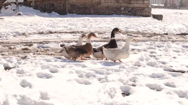 Πάπιες Περπατούν Και Ψάχνουν Για Φαγητό Χειμώνα Στο Παρασκήνιο Υπάρχουν — Αρχείο Βίντεο