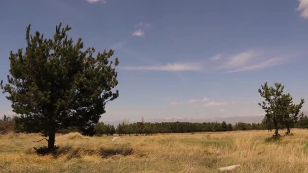 Forest Erzurum Turkey Although Summer Some Snow Mountain Snow Covered — Stock Video