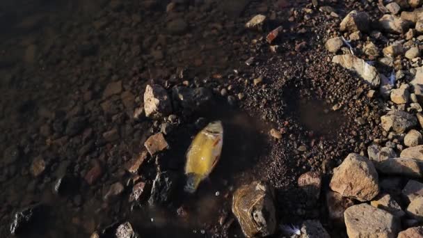 海岸の魚潮の流れのために 時にはいくつかの魚が海岸で立ち往生しています — ストック動画