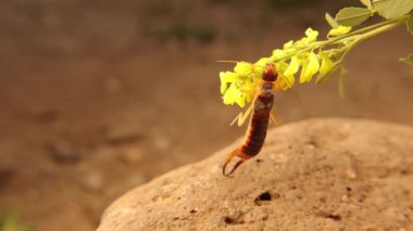 Avrupalı kulaklıklı Macro sarı bir çiçeğe tırmanıyor. Kulaklıklar kendilerini savunmak için kıskaçlarını kullanırlar. Çiçeklere yakın bir böcek. Böcekler, böcekler, böcekler. Hayvanlar, hayvanlar, vahşi doğa
