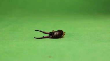 Yeşil arka planda Avrupalı erkek kulaklığın Macro 'su. Erkek kulaklığının büyük kıskaçları var. Böcek izole edildi. Kulaklıklar kendilerini savunmak için kıskaçlarını kullanırlar. Böcekler, böcekler, böcekler. Hayvanlar, hayvanlar, vahşi yaşam