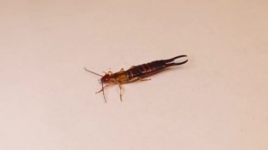 Erkek Kulaklığı 'nı beyaz bir arkaplanda kapat. Böcek izole edildi. Kulaklıklar kapanıyor. Kulaklıklar kendilerini savunmak için kıskaçlarını kullanırlar. Böcekler, böcekler, hayvanlar, hayvanlar, böcekler, böcekler, vahşi doğa