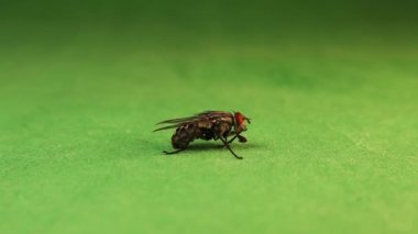 Yeşil arka planda iticilerden ölen sinekler. Bir ev sineğine yakın çekim. Böceklerin yok edilmesi. Böcek izole edildi. Parazitler, parazitler, Musca evcilliği, parazitler, böcekbilim, böcekler, böcekler, böcekler