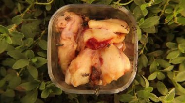 Bahçedeki bir tabakta taze et yiyen böcekler. Kara sineği (Musca domestica), yaygın yeşil şişe sineği (Lucilia sericata) ve işçi karıncalar yemek yiyorlar. Ev sinekleri, sinekler. Böcek, böcek, böcek. Hayvanlar, hayvanlar.