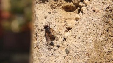 Ev sineği (Musca domestica) yaz sabahının erken saatlerinde bir bahçe duvarında güneşe çıkar. Böcekler, sinek, böcek... böcek, böcek. Hayvanlar, hayvanlar. Vahşi yaşam, vahşi doğa.