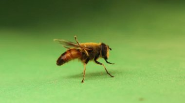 Çiçek sineği yeşil arka planda kendini temizliyor. Yaygın olarak görülen İHA sineği (Eristalis tenax), Hoverfly veya Syrphid sineği, Syrphidae böcek familyasından bir sinektir. Güzel böcek izole edilmiş. Böcekler, böcekler. Hayvanlar, hayvanlar. Vahşi yaşam, vahşi doğa.