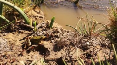 Kurbağa atlayıp gölete saklanır. Bu amfibiğe, suda oturan ve yüzen yaygın yeşil kurbağa (Pelophylax ridibundus) denir. Amfibiler, hayvanlar. Vahşi hayvan, kurbağa. Vahşi yaşam doğası