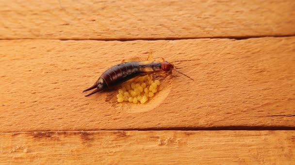Auricular Fêmea Proteger Seus Ovos Amarelos Dos Poucos Insectos Que — Vídeo de Stock