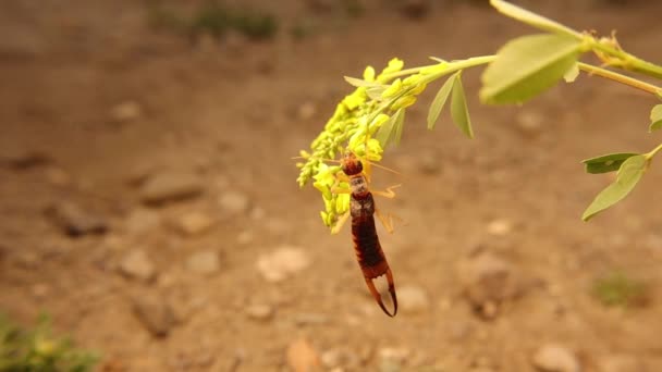 Macro Oreja Europea Escalando Una Flor Amarilla Las Orejas Usarán — Vídeos de Stock