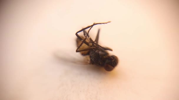 顕微鏡の下で飛ぶ 白い背景に虫除けの効果がある 昆虫の破壊 隔離された昆虫 寄生虫 寄生虫 寄生虫学 昆虫学 — ストック動画