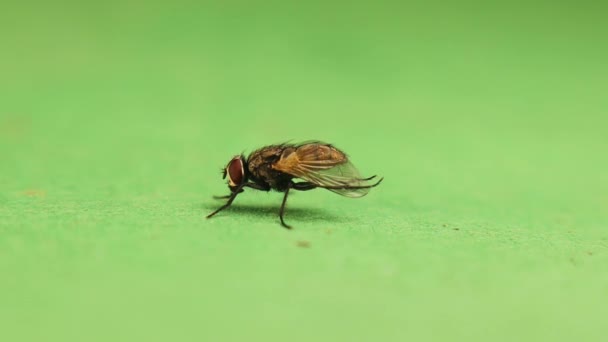 Stubenfliege Putzt Sich Auf Grünem Hintergrund Nahaufnahme Einer Hausfliege Isoliert — Stockvideo