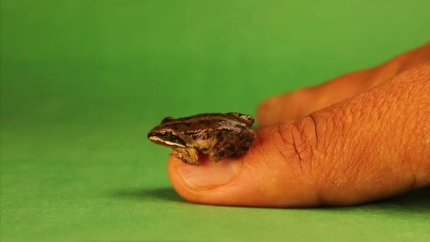 Κοντινό Βατράχι Στο Δάχτυλο Βάτραχος Απομόνωσε Ένα Πράσινο Φόντο Αυτό — Αρχείο Βίντεο