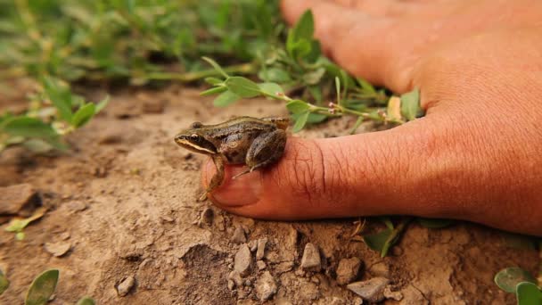 Parmaklarındaki Kurbağanın Egzotik Veterineri Amfibiye Kafkasya Kahverengi Kurbağası Rana Makrocnemis — Stok video