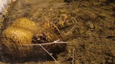 Kurbağa. Yeşil kurbağa zıpla ve gölete saklan. Pelophylax ridibundus suda oturan bir kurbağa. Sudaki yeşil kurbağa, yüzen kurbağa. Birlikte zıplayan kurbağa. amfibi, amfibi, hayvan, hayvan, kurbağa, kurbağa