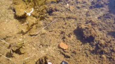 Yeşil çizgili kurbağa atla ve gölete saklan. Suda oturan çizgili oyuk kurbağası (Ranoidea alboguttata) olarak da bilinir. Yeşil kurbağa yüzüyor. Zıplayan kurbağa. amfibiler, amfibiler, hayvanlar, kurbağalar, kurbağalar, vahşi yaşam, vahşi doğa, bataklık, bataklık