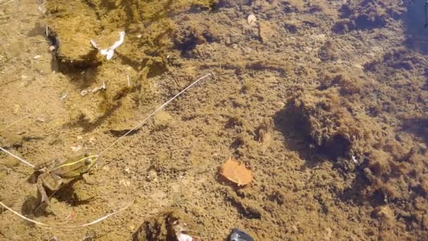 Groene Gestreepte Kikker Springen Verstoppen Vijver Ook Wel Een Gestreepte — Stockvideo