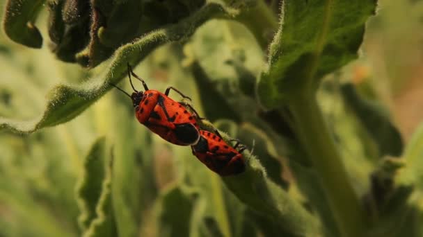 Bichos Fuego Hierba Apareamiento Chinches Primavera Jardín Este Insecto También — Vídeos de Stock